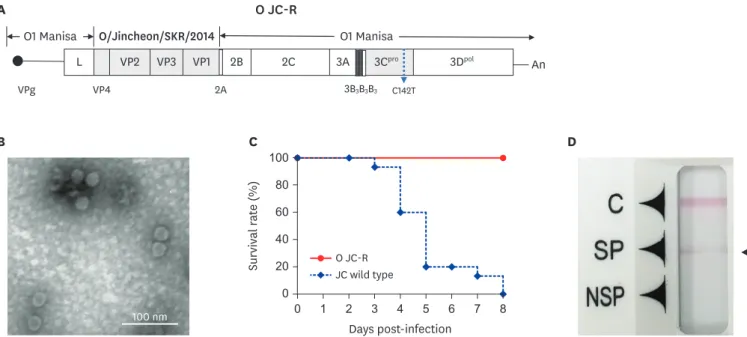 Fig. 1. Characterization of a type O FMD vaccine strain, O JC-R virus. (A) Schematic diagram of the type O JC-R FMDV genome; the 3B 1 B 2  replacement was performed  by using the method given by Ko et al