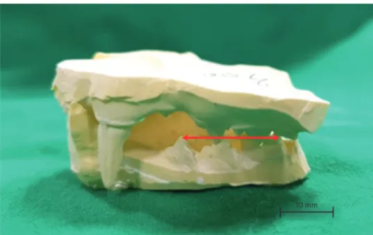 Fig. 2. Representative images of lateral views from a dental impression in cats. The arrow presents the total  length of the dental occlusion region; the maxillary PM3 and PM4 and mandibular PM3, PM4 and M1.