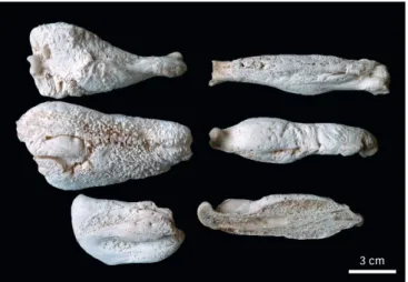 Fig. 4. Hypertrophic osteopathy in a cat. Boiled and bleached segments and humeral cuts of the humerus, radius  and ulna, scapula, tibia and femur (arranged in a counterclockwise direction beginning at the top left corner),  showed marked thickening of the