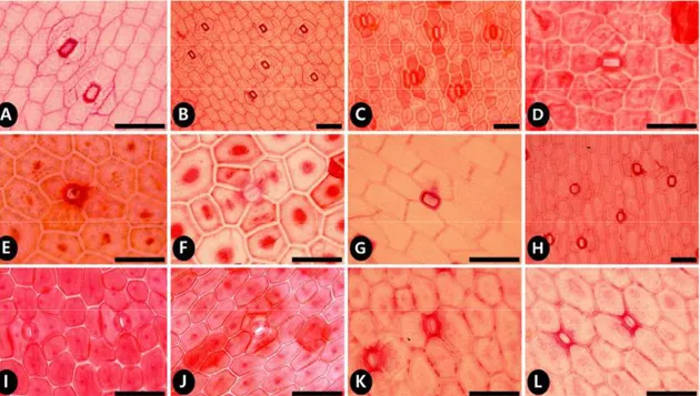Fig. 1. Light micrographs (LM) of foliar clearings of cultivated Aloe species in Korea