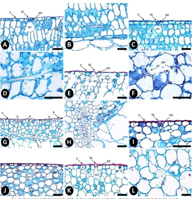 Fig. 2. Transverse light micrographs (LM) of foliar showing epidermis, stomata and mesophyll elements in culti- culti-vated Aloe species in Korea