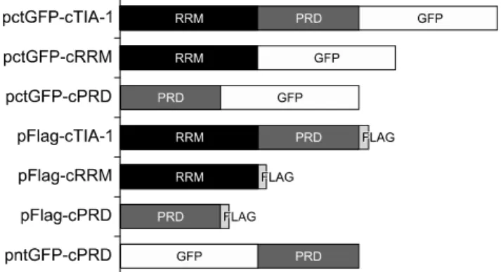 Fig. 1. Schematic representation of 7 expression plasmids,  pctGFP-cTIA-1, pctGFP-cRRM, pctGFP-cPRD, pFlag-cTIA-1,  pFlag-cRRM, pFlag-cPRD, and pntGFP-cPRD