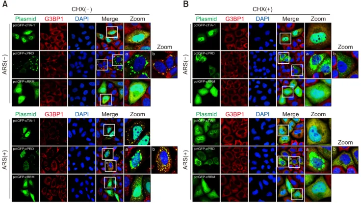 Fig. 4. pctGFP-cPRD induced the formation of atypical large granules that were stable under cycloheximide (CHX) treatment