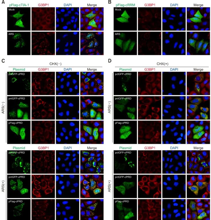 Fig. 5. The effect of the GFP tag on cPRD localization. HeLa cells transfected with pFlag-cTIA-1 (A) or pFlag-cRRM (B) were mock treated or treated with arsenite (ARS) for 30 min