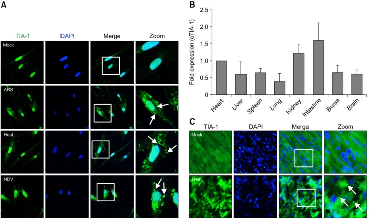 Fig. 6. (A) HeLa cells were mock treated or treated with arsenite (ARS), heat shock, or infected with a virus