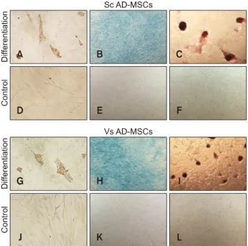 Fig. 2. Tri-differentiation microscopic images of adipose  tissue-derived mesenchymal stem cells (AD-MSCs) at P 2  in vitro (n = 5)