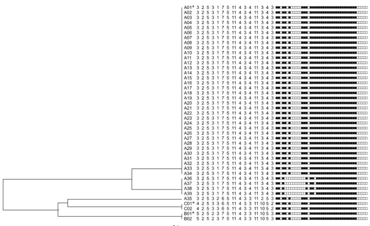 Fig. 2. Genetic relationships among the Mycobacterium bovis strains from beef cattle. The dendrogram is based on spoligotyping and MIRU-VNTR genotypes and created using the unweighted pair group method with arithmetic averages algorithm