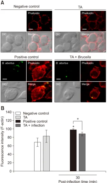 Fig. 1. Effect of tannic acid (TA) on F-actin polymerization in  RAW 264.7 cells. (A) The stained cells were viewed under a laser  scanning confocal microscope