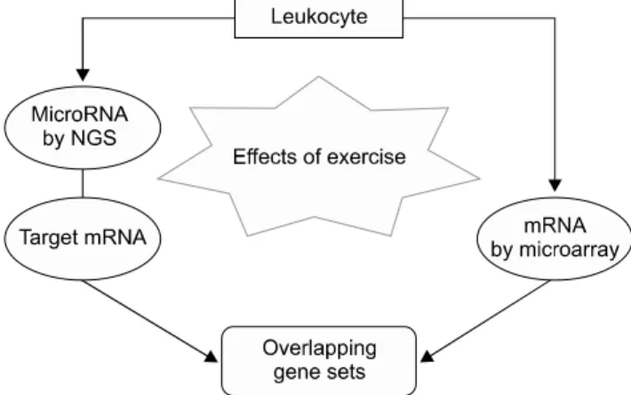 Fig. 1. Processes in the analysis of the expression of leukocyte  microRNAs and mRNAs that were changed by exercise