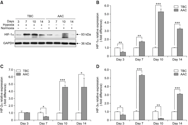 Fig. 2. Upregulation of hypoxia-inducible factor (HIF) expression in Tibetan chickens (TBCs) compared with Arbor Acres chickens  (AACs) reared at high altitude