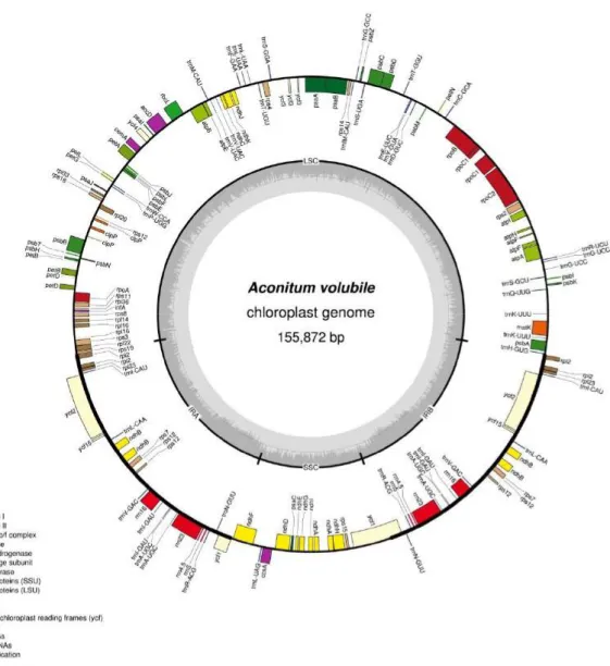 Figure 1. Gene map of the  Aconitum volubile  var.  pubescens  chloroplast genome. Genes drawn inside of the  circle are transcribed clockwise, and those outside are counterclockwise