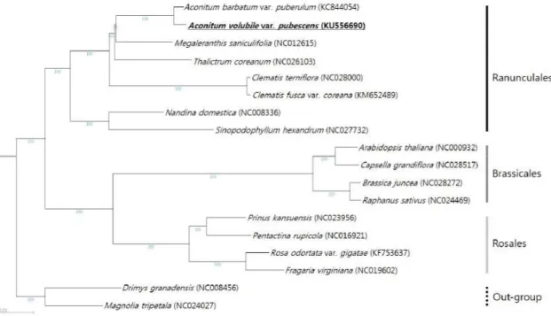 Figure 2. Phylogenetic relationship of  Aconitum volubile  var.  pubescens  with other plant species belonging to  the  eudicots  base  on  complete  chloroplast  genome  sequences
