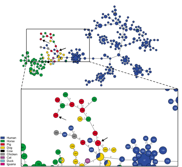 Fig. 3. A goeBURST diagram for MLST data of Streptococcus dysgalactiae subspecies equisimilis isolates