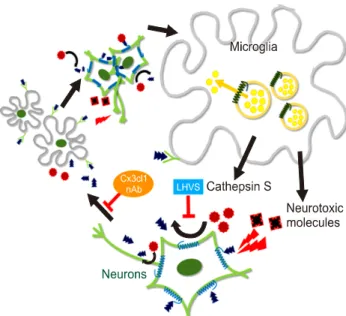 Fig. 3. A simplified schematic diagram of neuron-microglia  involvement in olfactory dysfunction in Niemann-Pick disease  type C (NPC) mice