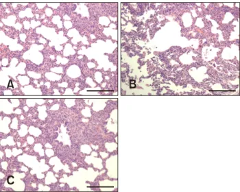 Fig. 5. Macroscopic observation of the lungs of the control (A)  and highly pathogenic porcine reproductive and respiratory  syndrome virus (HP-PRRSV)-infected (B and C) pigs