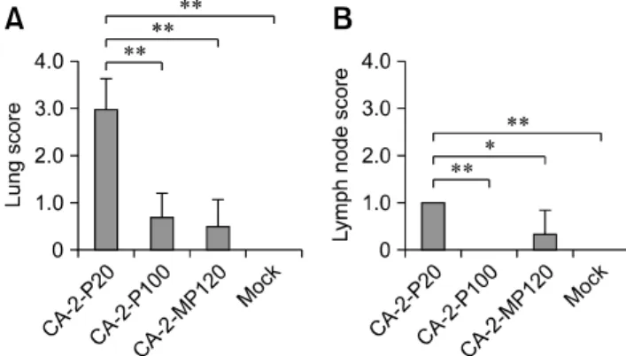 Fig. 3. Photomicrographs of the lungs and lymph nodes (LN) from pigs in the CA-2-P20, CA-2-P100, CA-2-MP120, and control groups.