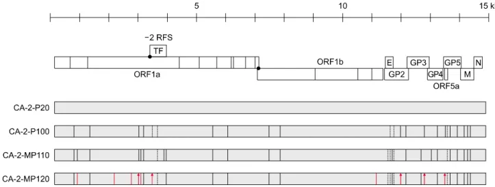 Fig. 5. Schematic representation of amino acid (aa) differences between the parental CA-2-P20 virus and its cell-adapted derivatives.