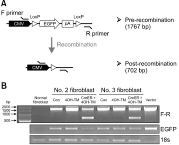 Fig. 7. Induction of CreER-mediated astrocyte-specific  recombination system. (A) Scheme of 4-hydroxytamoxifen  (4OH-TM) administration