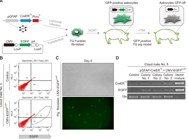 Fig. 2. Establishment of a somatic cell nuclear transfer (SCNT) donor cell line with the CreER-mediated astrocyte-specific recombination system
