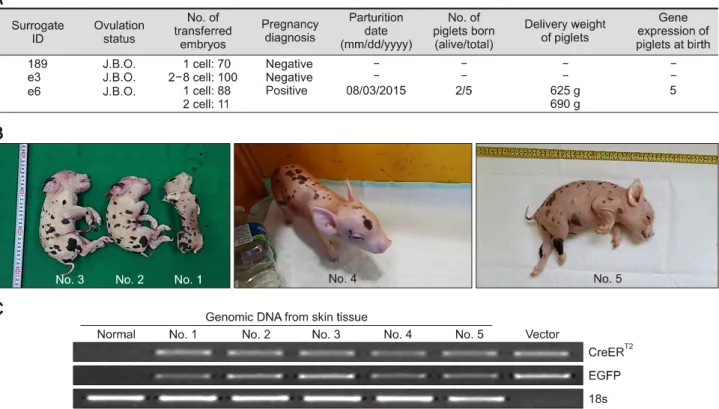 Fig. 4. Production of transgenic (TG) piglets with pGFAP-CreER T2 /EGFP LoxP  transgene constructs