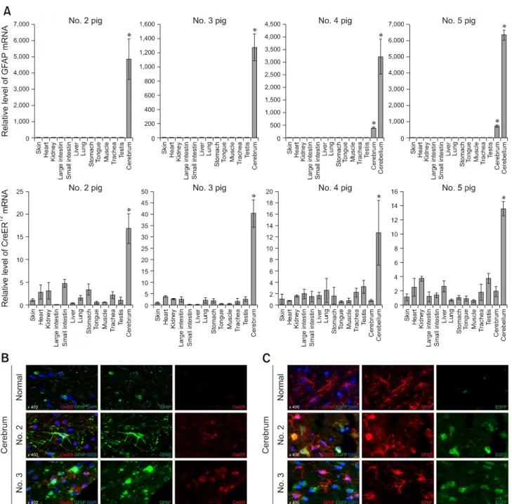 Fig. 5. Confirmation of cerebral expression of EGFP and CreER T2  transgenes in the astrocyte-specific CreER T2 -LoxP recombination  system