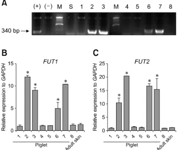 Fig. 1. Polymerase chain reaction (PCR) and real-time relative  quantitative PCR results for isolated cell lines from 8 Korean  native pig (KNP) piglets (No