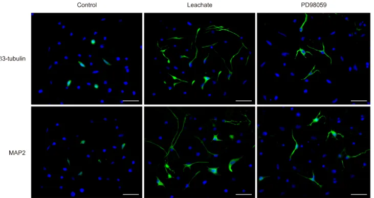 Fig. 1. Cattle sciatic nerve leachate induces neurite outgrowth of PC12 cells. The number of PC12 cells with neurites that was  treated with or without sciatic nerve leachate and 10 M  PD98059 for 3, 6, and 9 days were analyzed