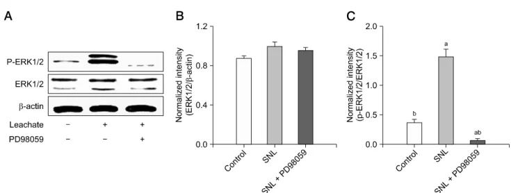Fig. 4. Effects of cattle sciatic nerve leachate (SNL) on ERK1/2 phosphorylation. (A) The bands of p-ERK1/2 and ERK1/2 proteins in PC12 cells incubated with or without SNL or 10 M PD98059 for 9 days were observed by Western blotting