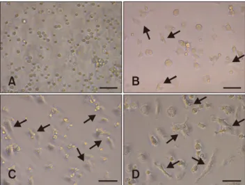 Fig. 1. Morphological observation of bone marrow-derived  dendritic cells (BMDCs) during the differentiation procedures