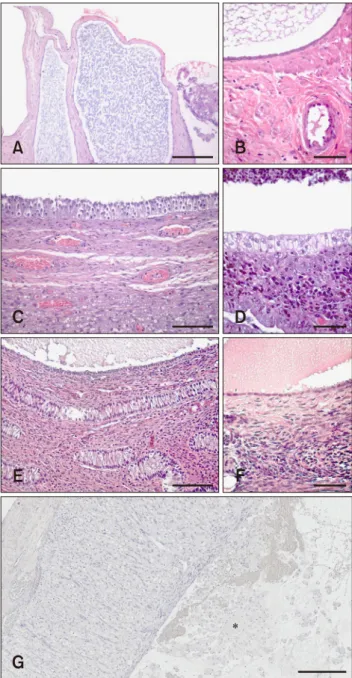 Fig. 1. Histological classification of canine ovarian cysts. (A)  Cysts of subsurface epithelial structure (SES): Oval structures  located in the ovarian cortex surrounded by smooth muscle