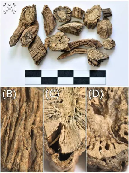 Fig.  1.  Dipsaci  Radix  (A)  ;  Surface  (B)  ;  Section  of  a  proxiaml  part  (C)  ;  Section  of  a  distal  part  (D)