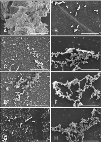 Fig. 3. Biofilm microstructure observations of Salmonella strains under scanning electron microscopy