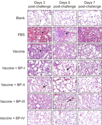 Fig. 6. Pathological scores of lung sections harvested at days 3, 5, and 7 after challenge