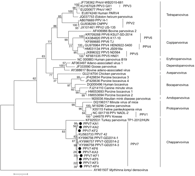 Fig. 1. Phylogenetic tree constructed based on the capsid protein (VP) sequences. Phylogenetic tree of VP sequences was derived from  39 Parvovirinae genomes