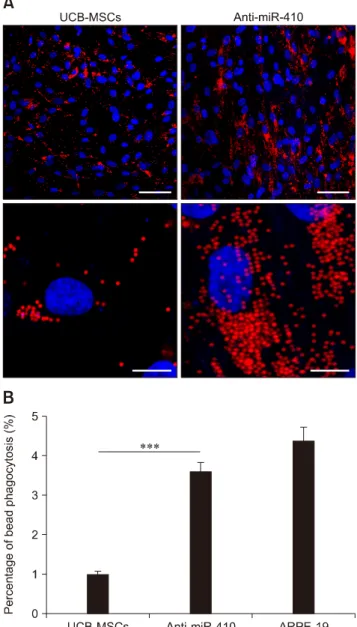 Fig. 4. Enhanced phagocytosis of anti-miR-410-treated umbilical  cord blood-derived mesenchymal stem cells (UCB-MSCs)