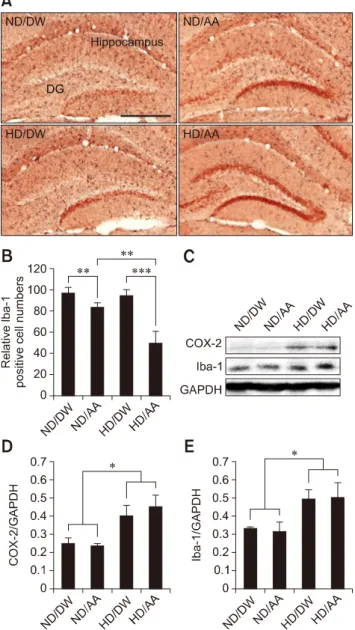 Fig. 4. Differences in neuronal differentiation in terms of  neuroblast numbers following chronic AA oral administration