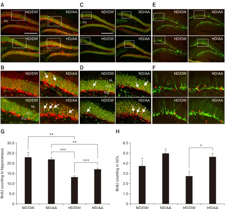 Fig. 5. Neuroblast numbers and differences in neuronal maturation resulting from chronic oral Artemisia annua (AA) administration.