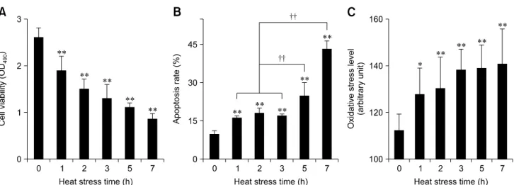 Fig. 1. Effect of heat stress on chicken primary myocardial cells. (A) The effect of heat stress (HS) on cell viability