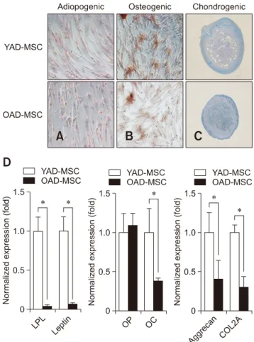 Fig. 3. Surface markers of canine adipose tissue-derived  mesenchymal stem cells (cAD-MSCs)