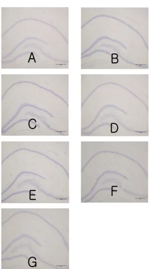 Fig.  3.  Effect  of  manual  acupuncture  and  laser  acupuncture  at  the  Heart  Jeonggyeok  acupoint  on  the  density  of  cresyl  violet-stained  neural  cell  sections  in  the  hippocampus.