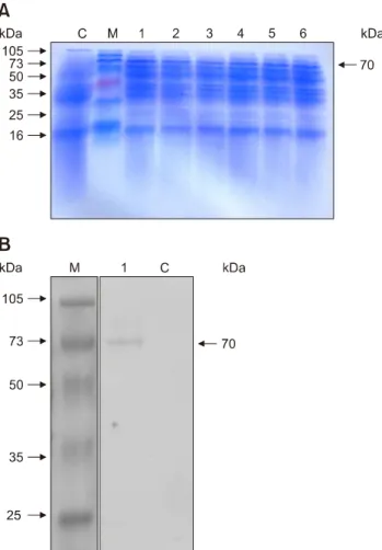 Fig. 3. Electropherogram of the VP2 gene amplified via  polymerase chain reaction (PCR) from the pSIP-409-VP2  recombinant plasmid