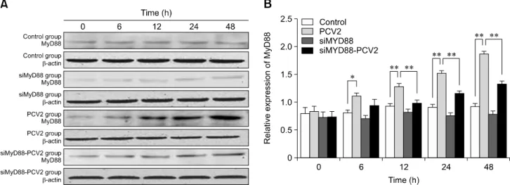 Fig. 3. Changes in MyD88 protein expression after porcine circovirus type 2 (PCV2) infection