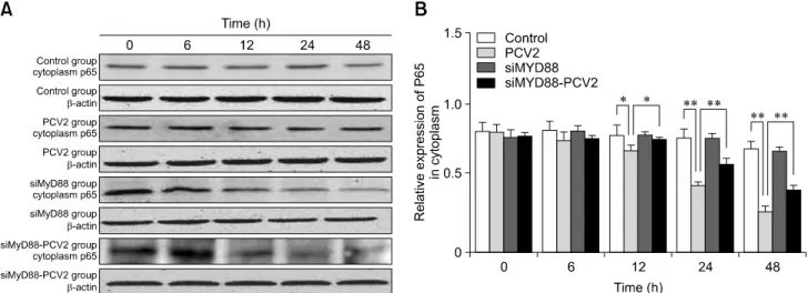 Fig. 4. Localization of nuclear factor kappa B p65 in the nucleus of porcine alveolar macrophages (PAMs) after porcine circovirus type 2 (PCV2) infection for 24 h