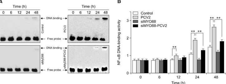 Fig. 7. Changes in nuclear factor kappa B (NF-B) DNA-binding activity after porcine circovirus type 2 (PCV2) infection