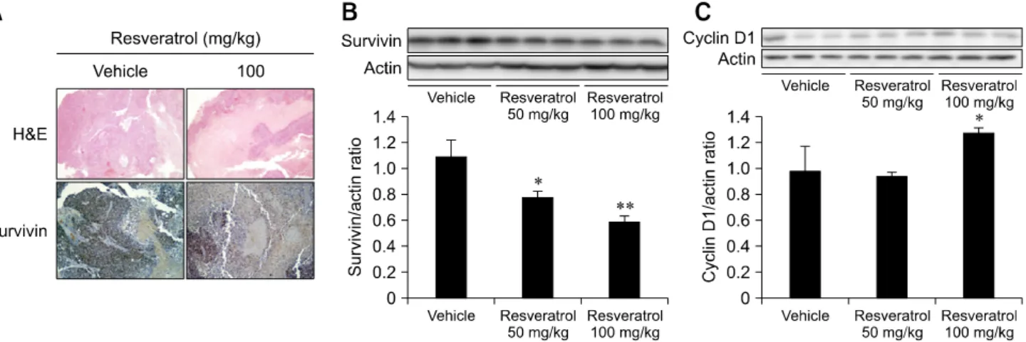 Fig. 8. Effect of resveratrol in tumor specimens. (A) Pathologic status of representative tumor specimens