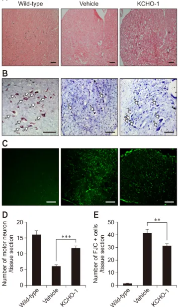 Fig. 2. KCHO-1 treatment improved motor neuron survival in  spinal cord of hSOD1 G93A  Tg mice