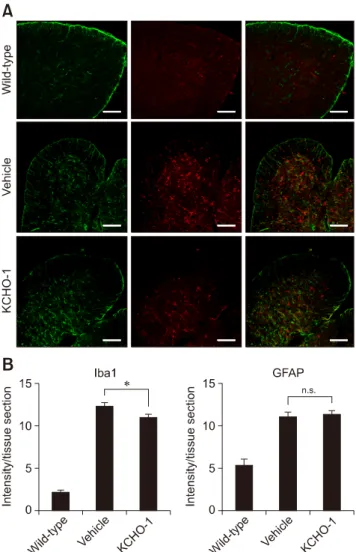 Fig. 3. KCHO-1 reduced microglial proliferation and activation. 