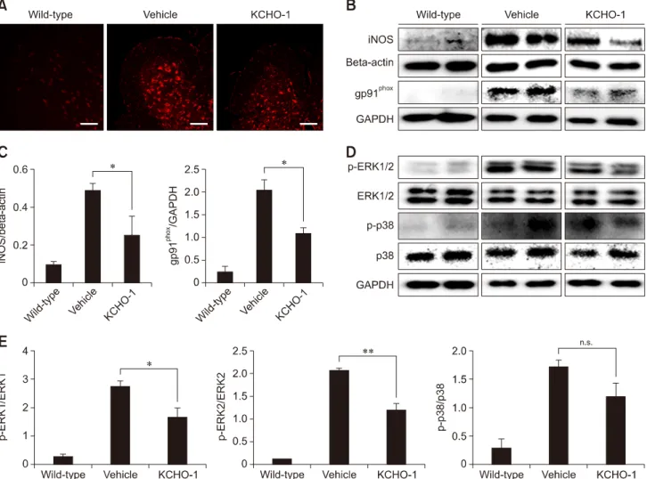 Fig. 4. KCHO-1 reduced oxidative stress through gp91 phox  and MAPK. (A) Reactive oxygen species (ROS) level in the vehicle group was upregulated in the anterior horn of amyotrophic lateral sclerosis (ALS) spinal cord compared with the wild-type group, and