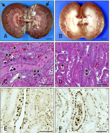 Fig. 4. Gross, histopathologic observations and TUNEL assays in the 4 and 10 days after ischemia-reperfusion injury to the  kidneys