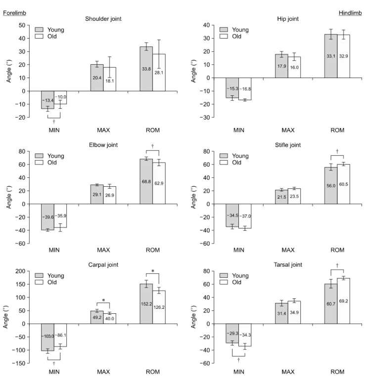 Fig. 3. Comparative depiction of the standardized minimum joint angle in degrees (MIN; maximum flexion), maximum joint angle in  degrees (MAX; maximum extension) and range of motion in degrees (ROM) of the various joints for young (n = 5) and old (n = 5)  